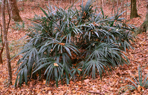 Needle Palm